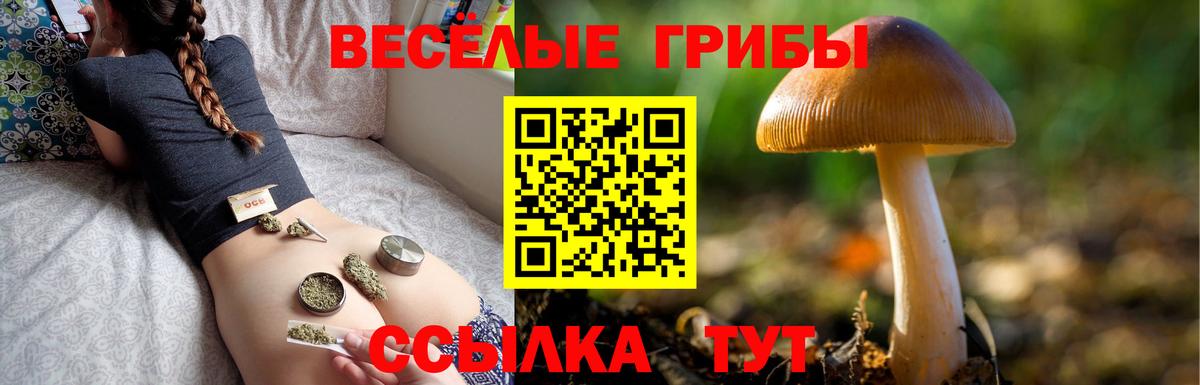 Галлюциногенные грибы Psilocybe Жуковский